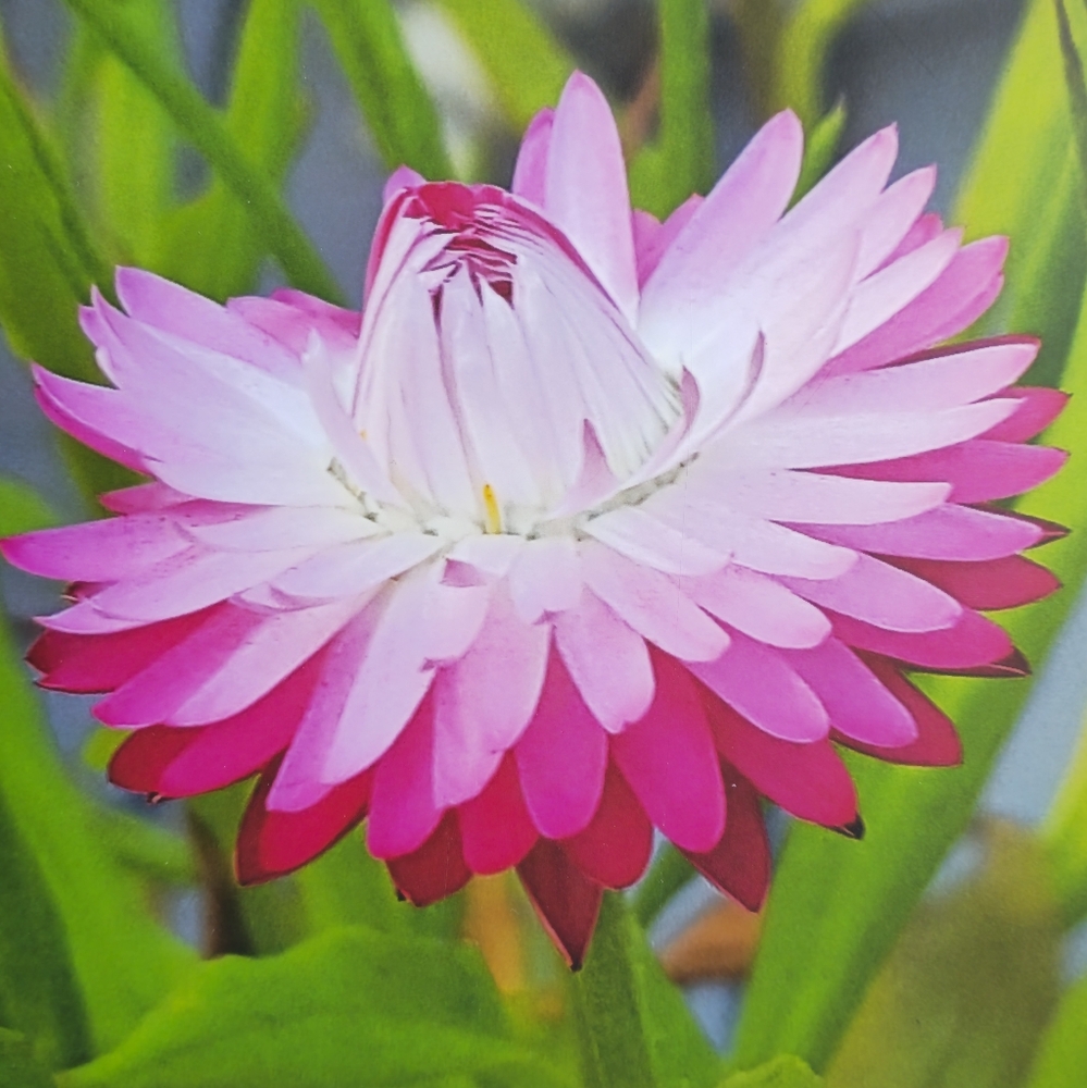 Strawflower Photo Framed on Wood By ARTMILL - Picture 3 of 6